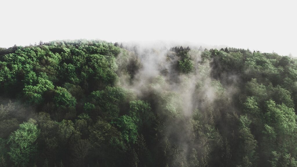 forest, trees, fog-4185387.jpg
